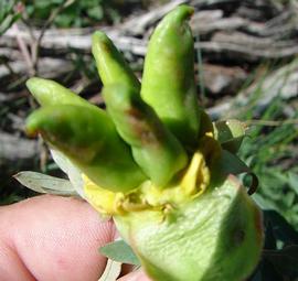   Fruits:   Paeonia brownii ; Photo by S. Hagwood, USDA
